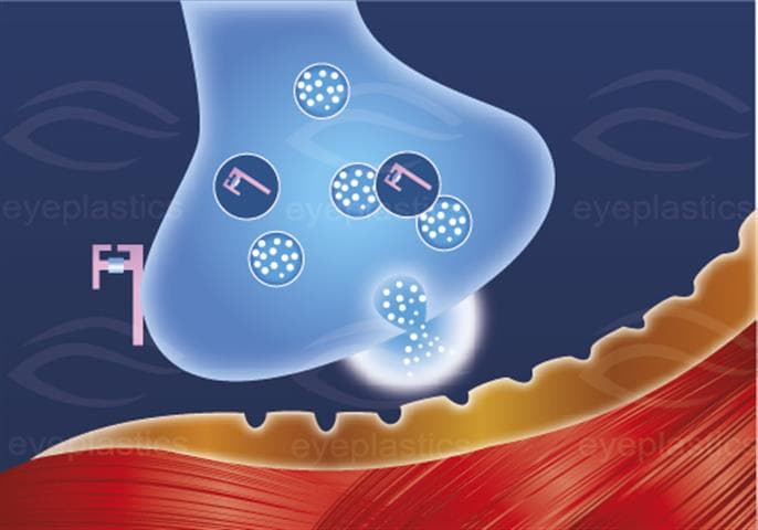 Toxin internalization blocking acetylcholine