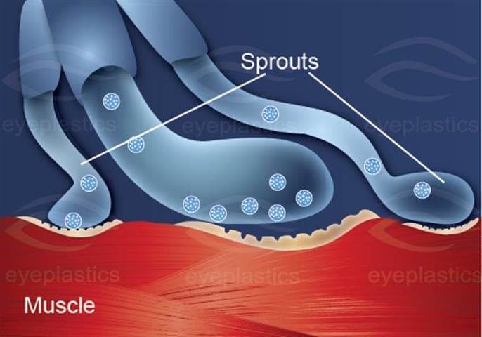 Neuromuscular junction